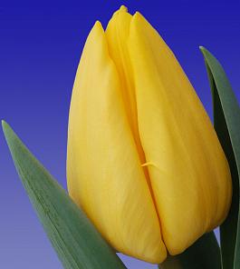 Yellow Master® 5