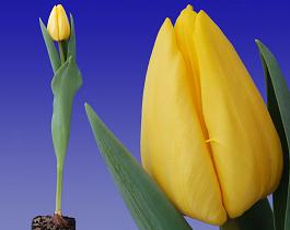 Yellow Master® 8