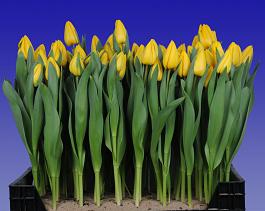 Yellow Master® 3