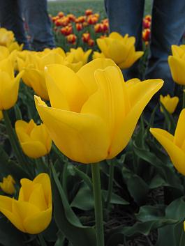 Yellow Master® 2