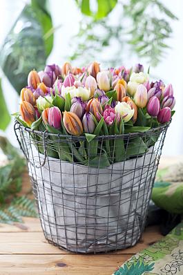 Tulpen algemeen 11