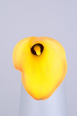 Apricot Lady 17