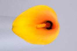 Jack O Lantern 12