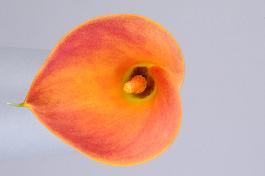 Lady Marmalade® 11