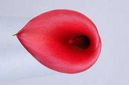 Red Emotion® 8
