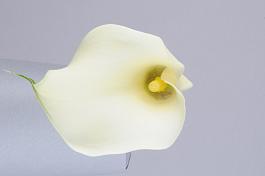 White Flirt® 7