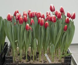 De Dijk® 6