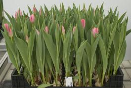 Pink Alert 4