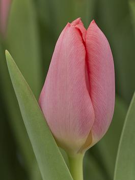 Pink Alert 3