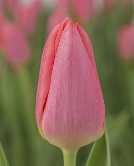 Pink Alert 2