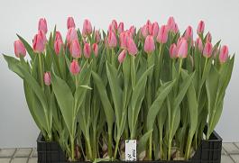 Pink Alert 1