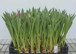 Pink Ardour® 0