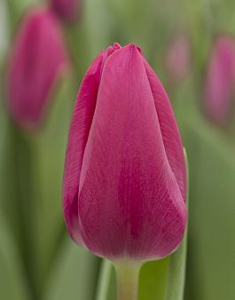 Pink Ardour® 19