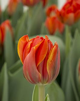 Queensday® 2