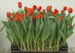 Queensday® 1