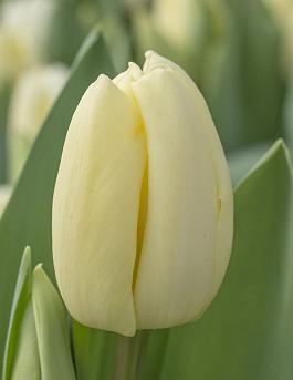 Creme Trophee® 1