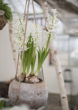 White Pearl 3