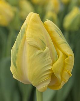 Yellow Madonna® 18