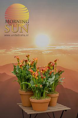 Morning Sun® 6