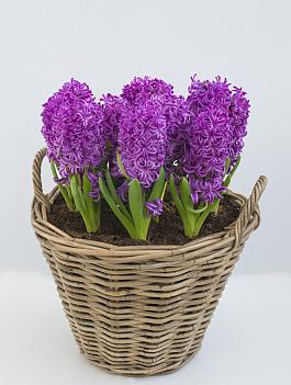 Purple Sensation® 8