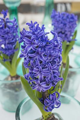 Blue Pearl® 10