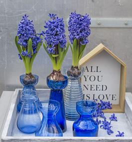 Blue Pearl® 8