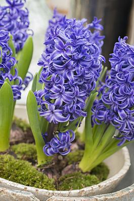 Blue Pearl® 4