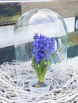 Blue Pearl® 2