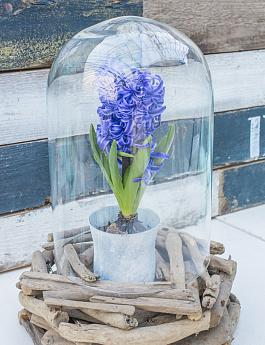 Blue Pearl® 1