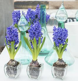 Blue Pearl® 19