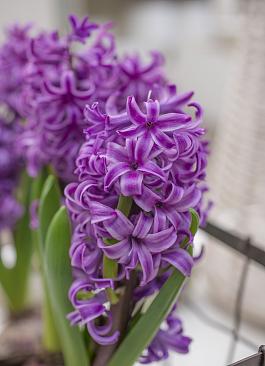 Purple Sensation® 15