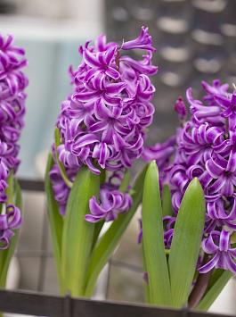 Purple Sensation® 14