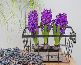 Purple Sensation® 13