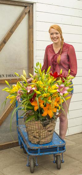 Casino Lilies mix 2