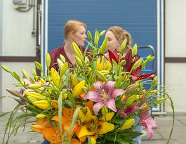Casino Lilies mix 17