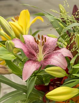 Casino Lilies mix 15
