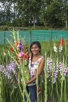 Holland Gladiolus mix 2