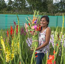 Holland Gladiolus mix 1