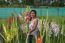 Holland Gladiolus mix 0