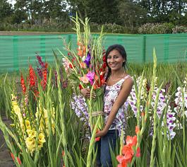 Holland Gladiolus mix 19