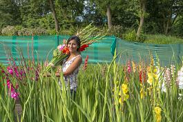 Holland Gladiolus mix 18