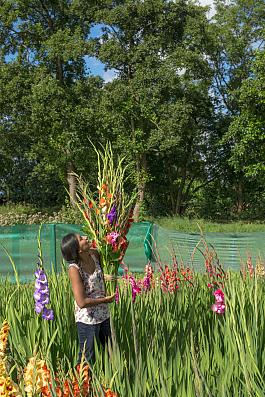 Holland Gladiolus mix 17
