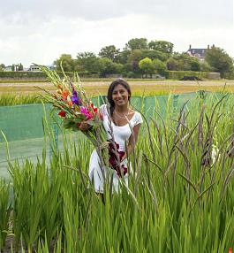 Holland Gladiolus mix 16