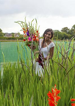 Holland Gladiolus mix 15