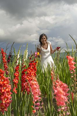 Holland Gladiolus mix 14