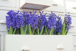 Blue Pearl® 6