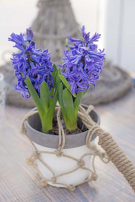 Blue Pearl® 3