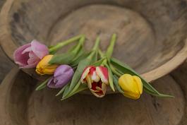 Remarkable Tulips mix 14