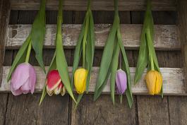 Remarkable Tulips mix 10