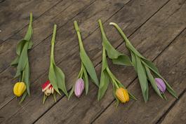 Remarkable Tulips mix 8